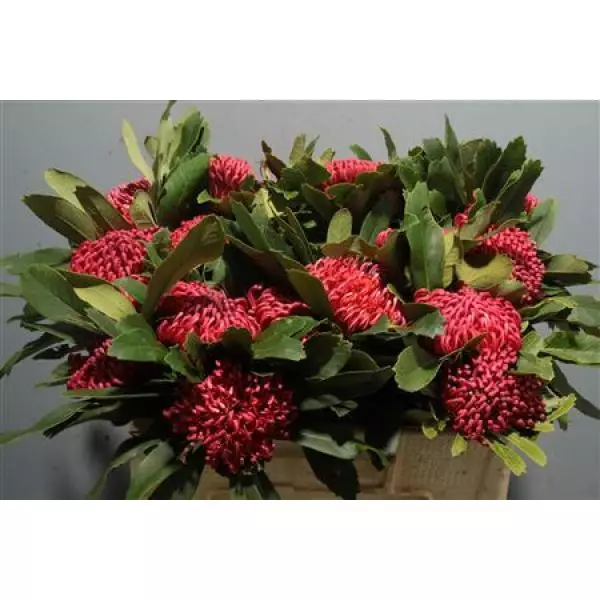 Protea Waratah