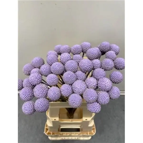 Craspedia Lavendel