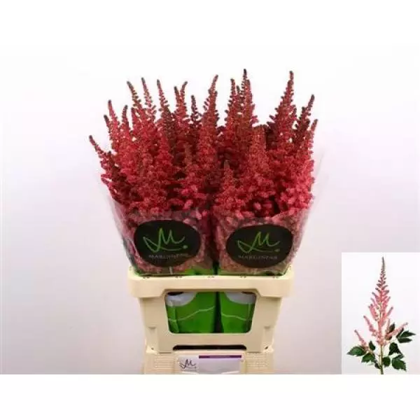 Astil Vision Pink
