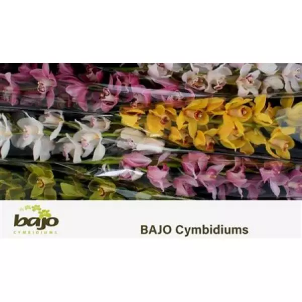 Cymb   Mix Bajo 80cm