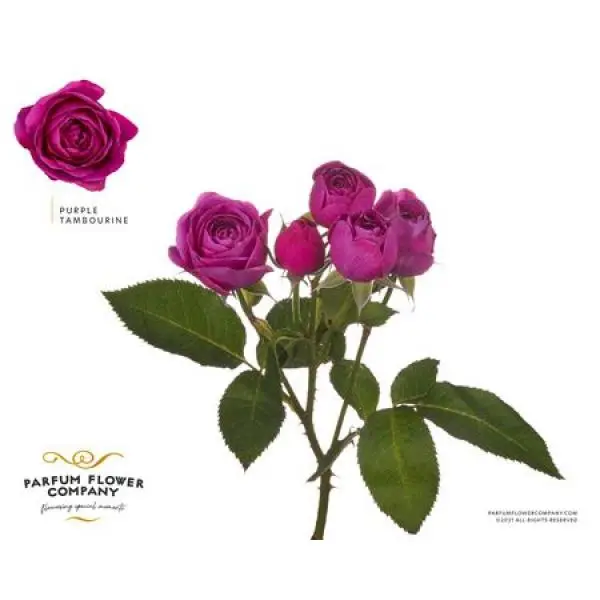Rosa Garden Purple Tambourine Spray