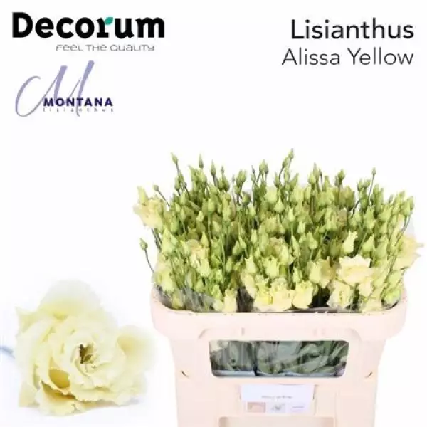 Eust G Alissa Yellow Montana