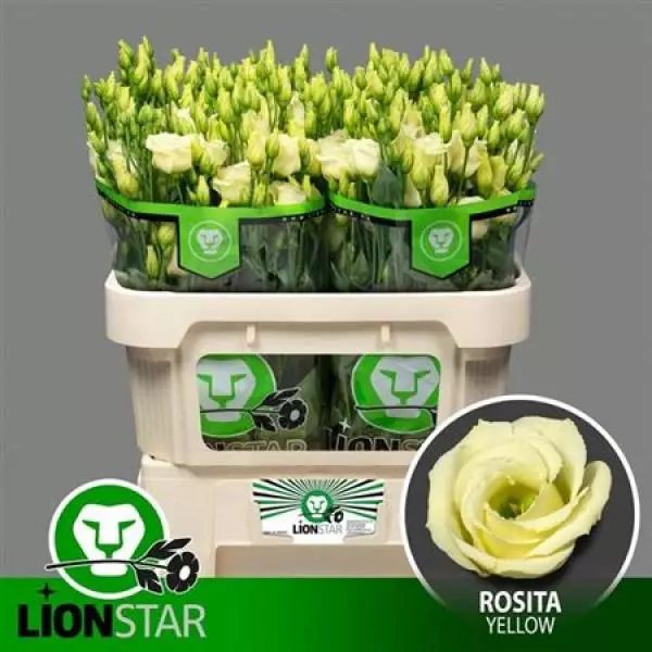 Eust G Rosita Yellow Lion