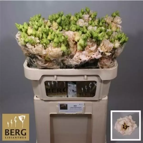 Eust G Alissa Light Apricot Berg