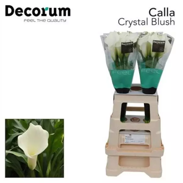 Zanted Cr Blush Decorum