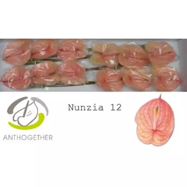 Anth A Nunzia *12