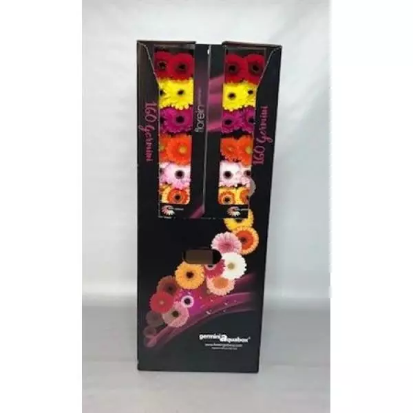 Ge Mi Aquabox Small Mix *160