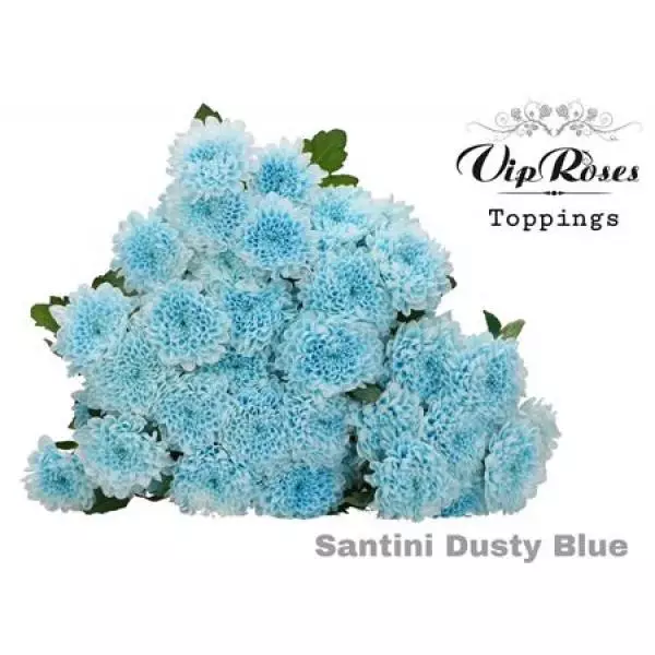 Chr Santini Dusty Blue Vip