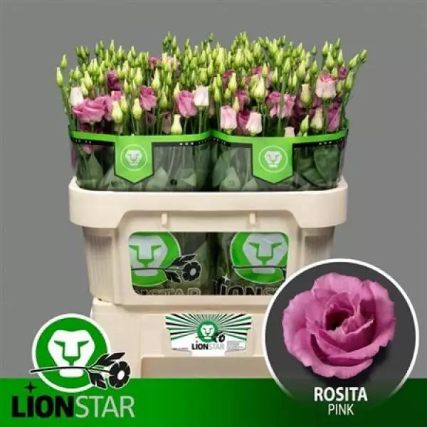 Eust G Rosita Rose Pink Lion