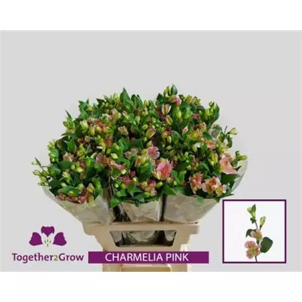 Alstr  Flor Charm Pink 60cm