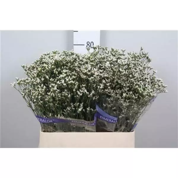 Limon Sin White Lace (parfumed)