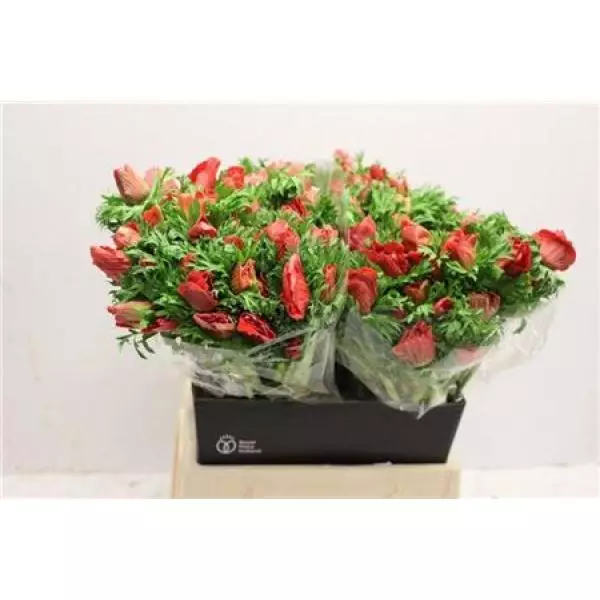 Anem Co Galil Rood