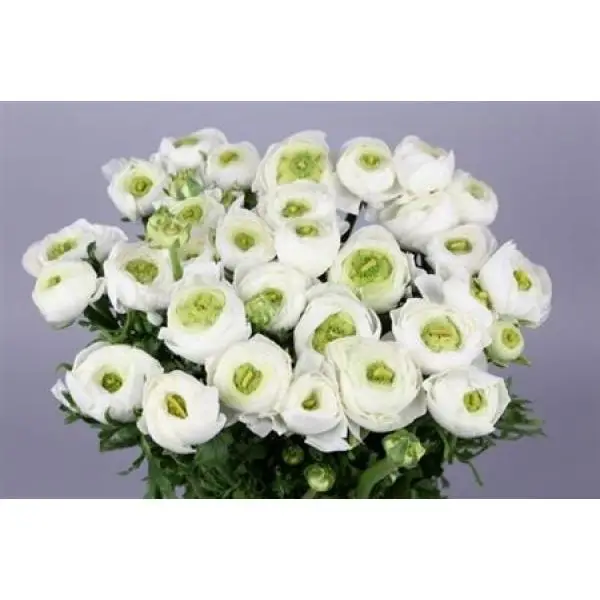 Ran Clooney Alaska White Super