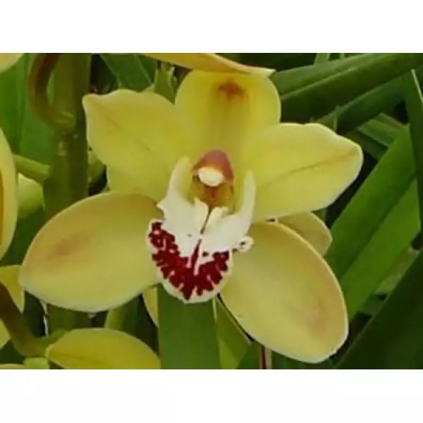 Cym Mini Yellow *15