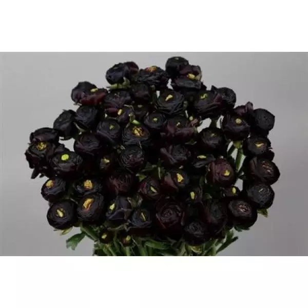 Ran Clooney  Dark Purple Super