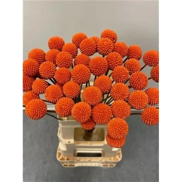 Craspedia Orange