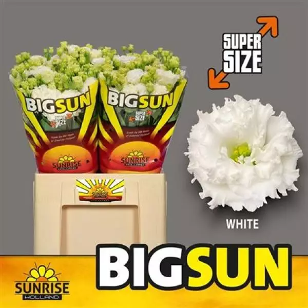 Eust G Alissa Pure White * Big Sun Sunrise