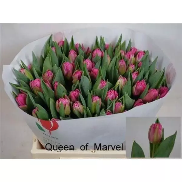 Tu Du Queen Of Marvel