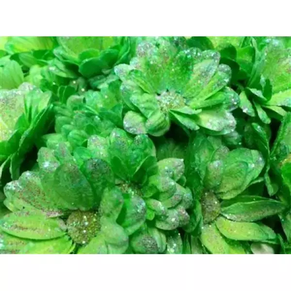 Chr Tr Bacardi Dyed Green + Glit