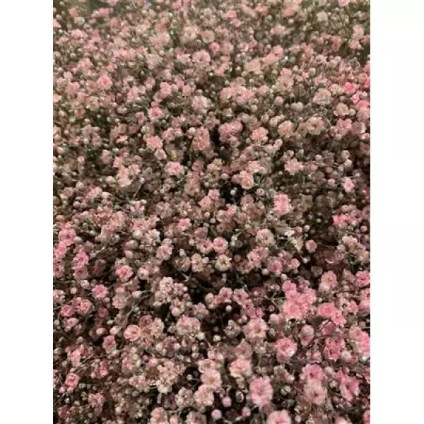 Gyps Million Star Dyed Light Pink + Glit