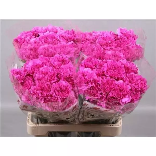 Di St  Ov Pink Dark