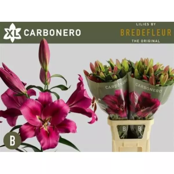Li Ot Carbonero 4+