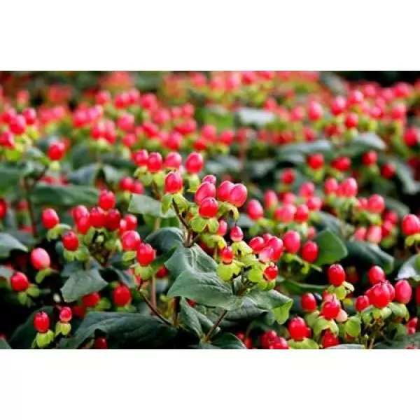 Hyp  Red