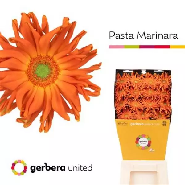 Ge Gr Diamond Pasta Marinara