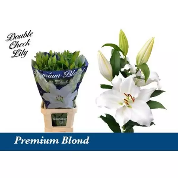 Li Or Premium Blond White 6+