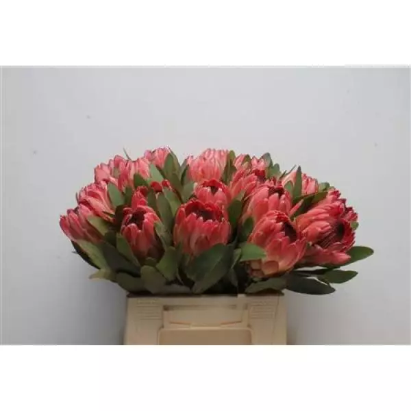 Protea Silvia