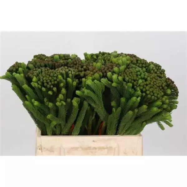 Cape Green Brunia Albigreen