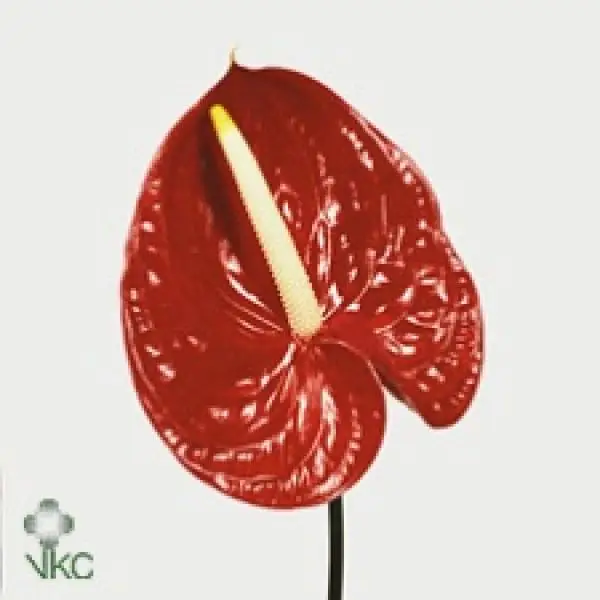 Anth A Tropical *10