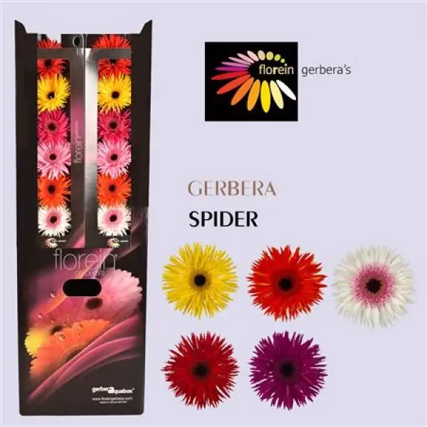 Ge Gr Aquabox Mix Spider *96
