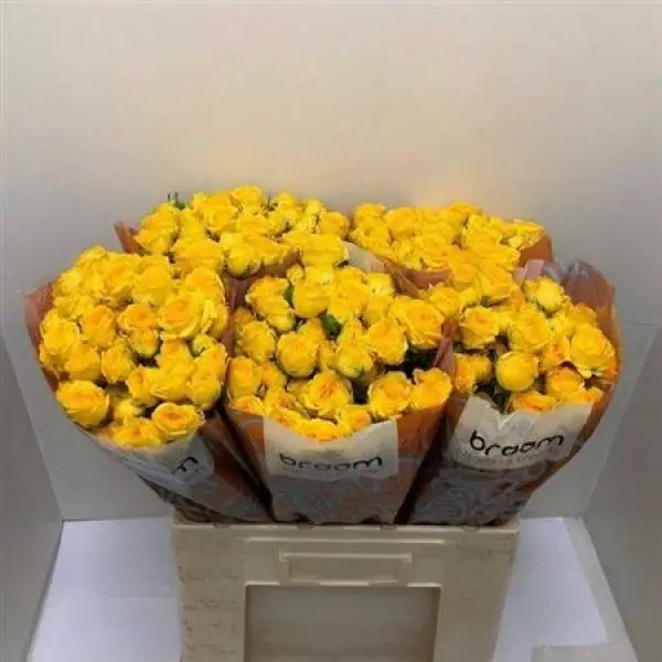 R Tr **braam* Ramona