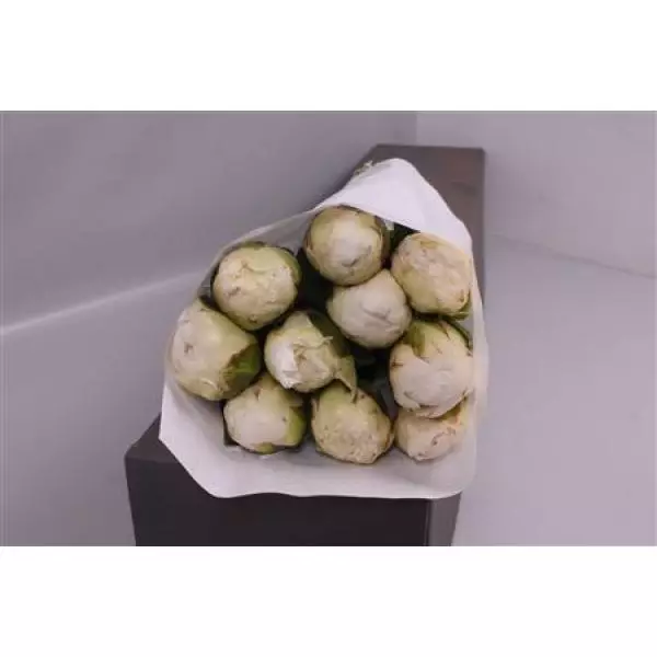 Paeo Bowl Of Cream Italy