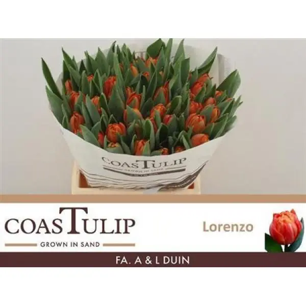 Tu  Coastulip Du Lorenzo