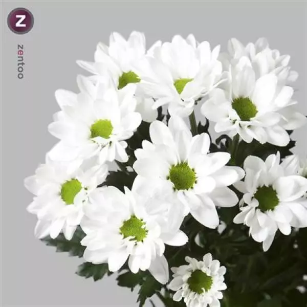 Chr T Chic White