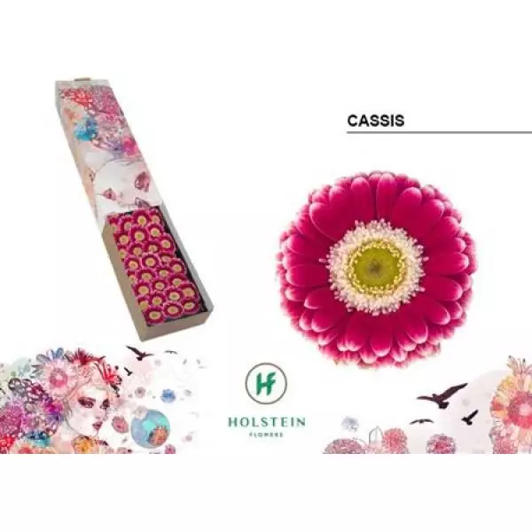 Ge Mi Box Cassis Holstein