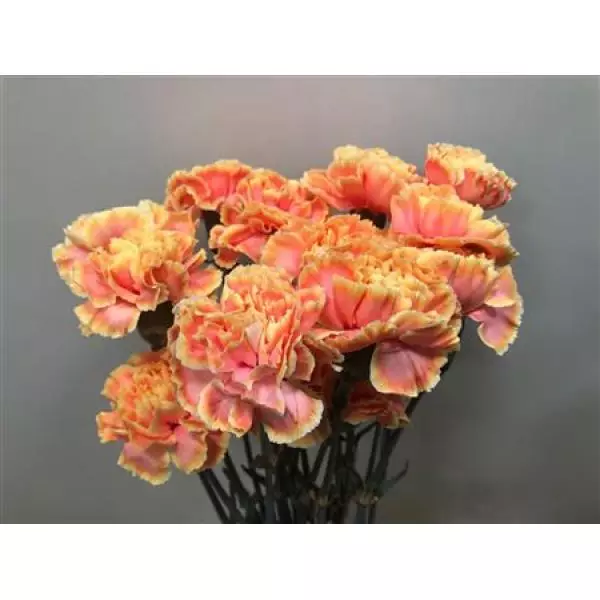 Dianthus St Dyed Sunshine