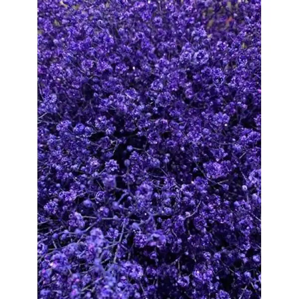 Gyps Xlence Dyed Purple