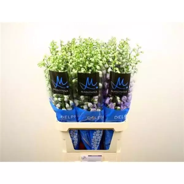 Delph El Cent Lavender Import