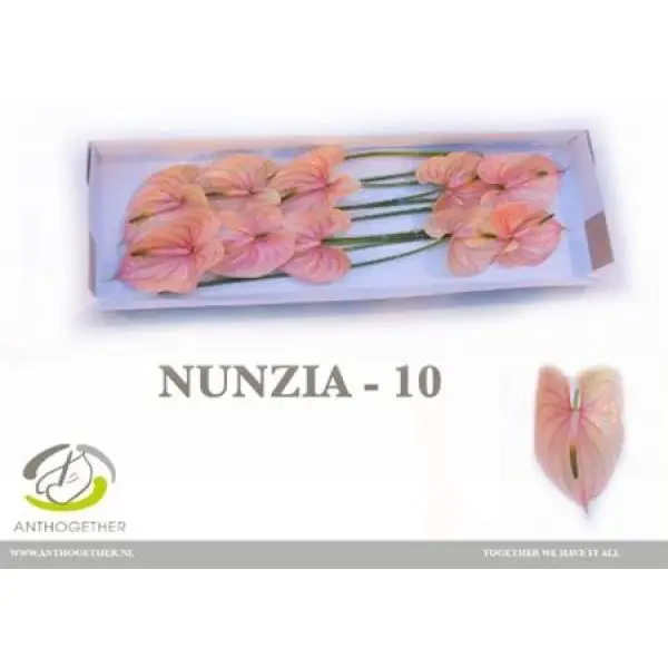 Anth A Nunzia *10