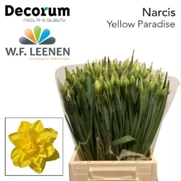 Narc Yellow Paradise Decorum