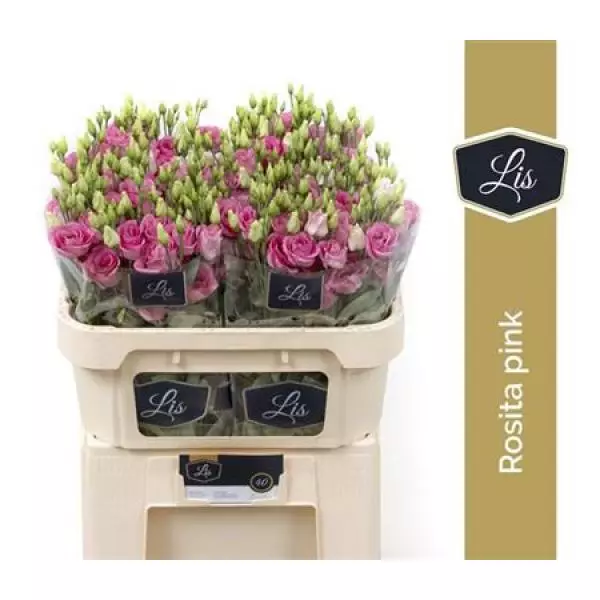 Eust G Rosita Rose Pink Lis