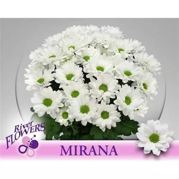 Chr T Mirana Ex