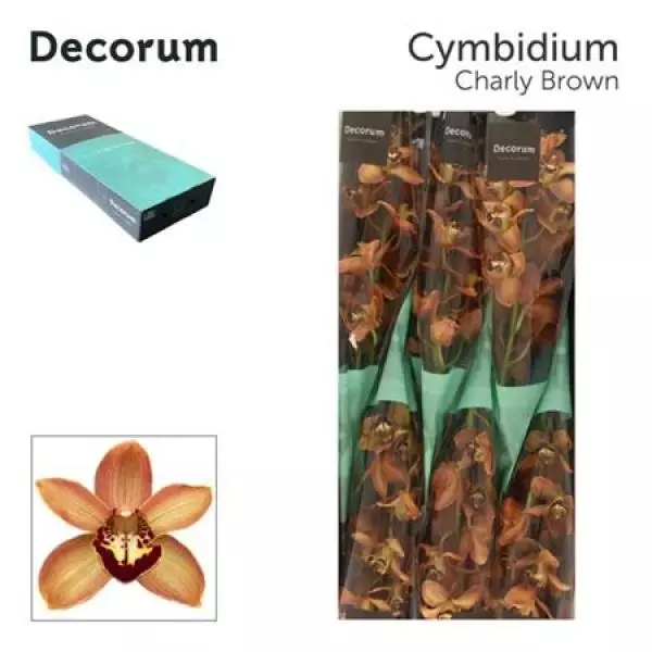 Cymb  Ov Brown * 6