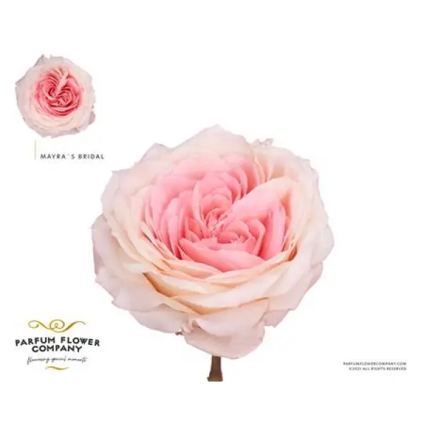 Rosa Garden Mayra 's Bridal