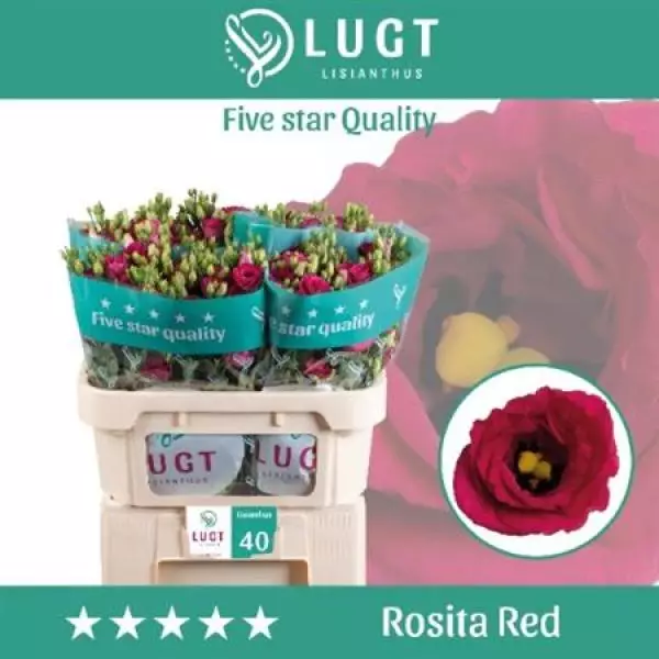 Eust G Rosita Red Lugt