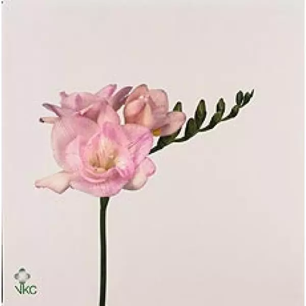 Fr Du Honeymoon Light Pink