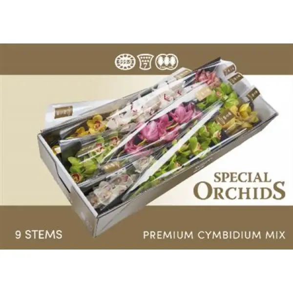 Cymb   Mix Special Orchids 60cm